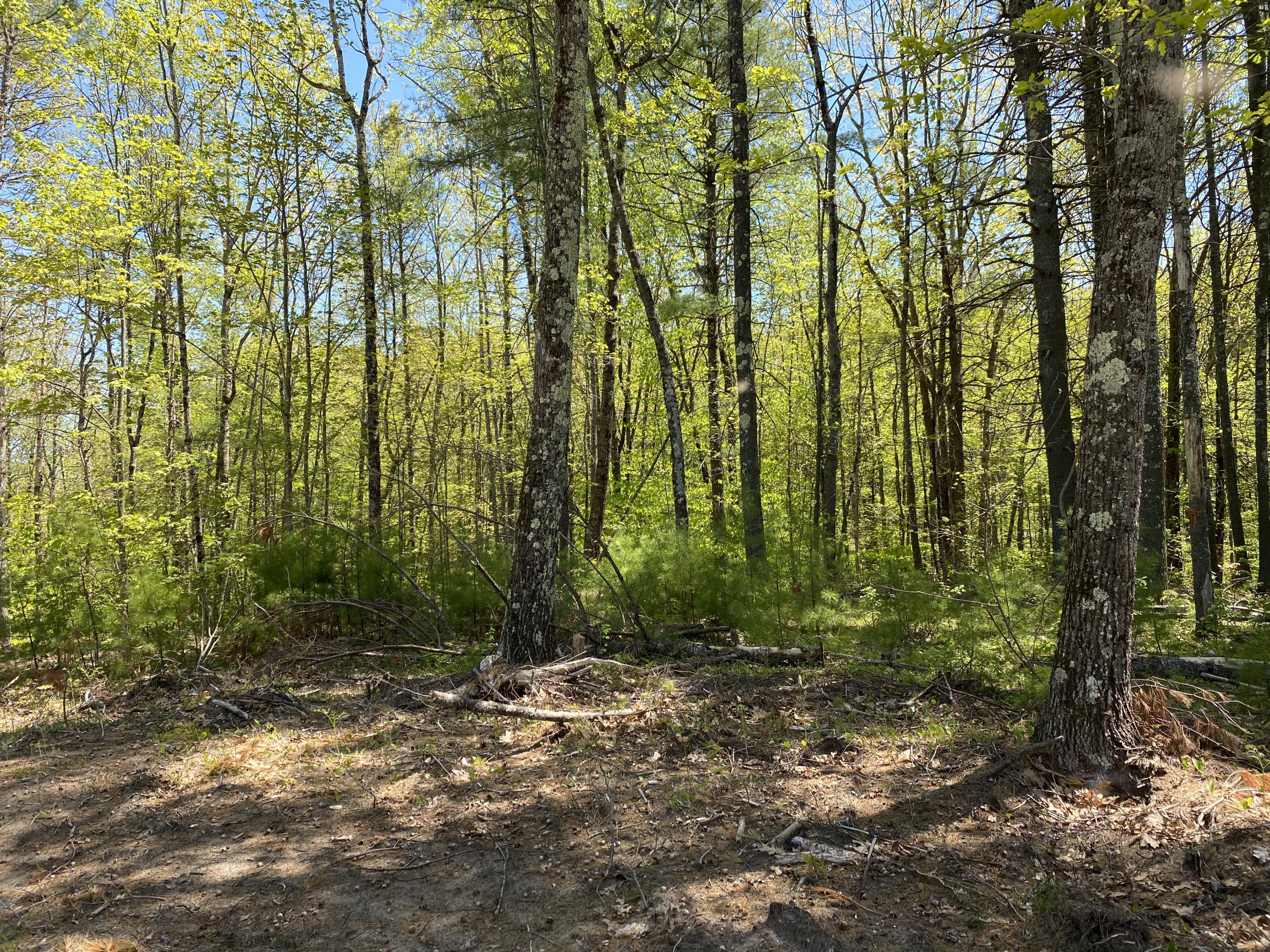 25-acres Killick Pond Road Hollis Center, ME 04042 - Photo 9 of 19 8E54E38E-D480-42B7-8BEA-F801D3FD82F0