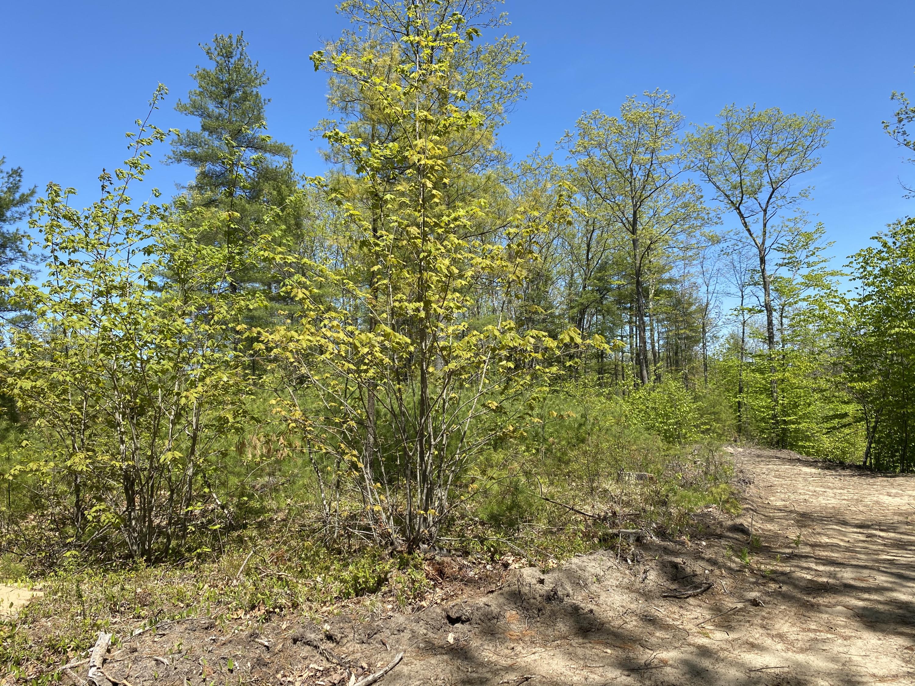 25-acres Killick Pond Road Hollis Center, ME 04042 - Photo 10 of 19 2837ECBE-3CEB-41BA-869F-3083051CCD37