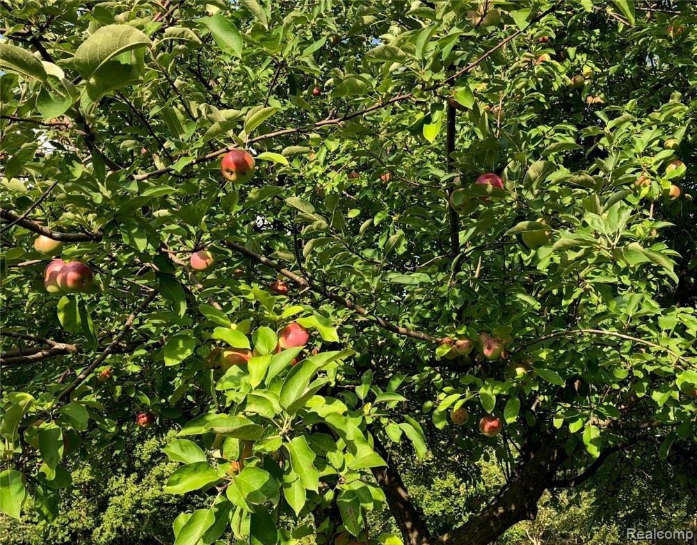 2743 Nadeau Road Monroe, MI 48162 - Photo 21 of 21 n apple trees.jpg