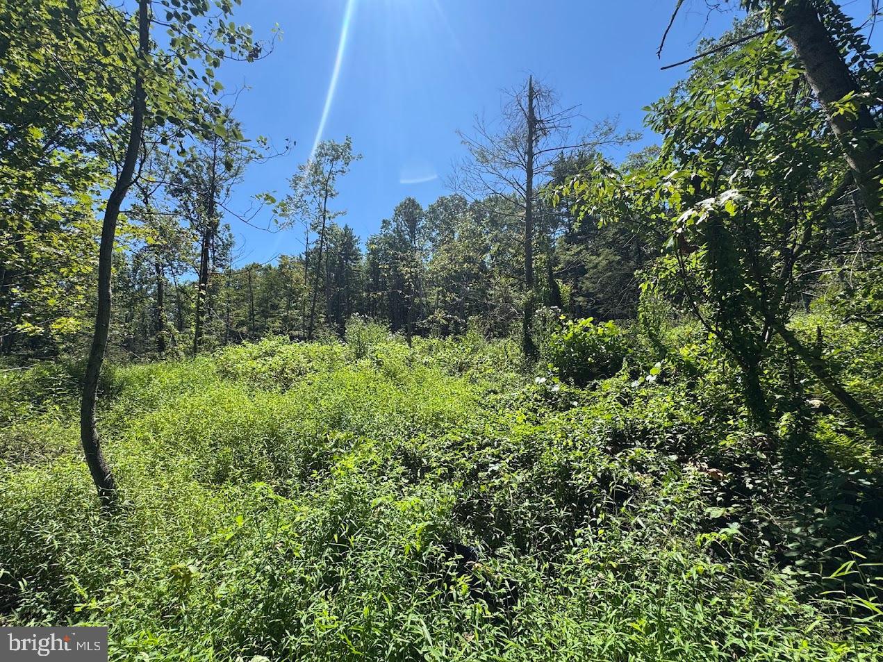 379 Orchard Road Orrtanna, PA 17353 - Photo 9 of 33 Lush greenery under a bright blue sky.