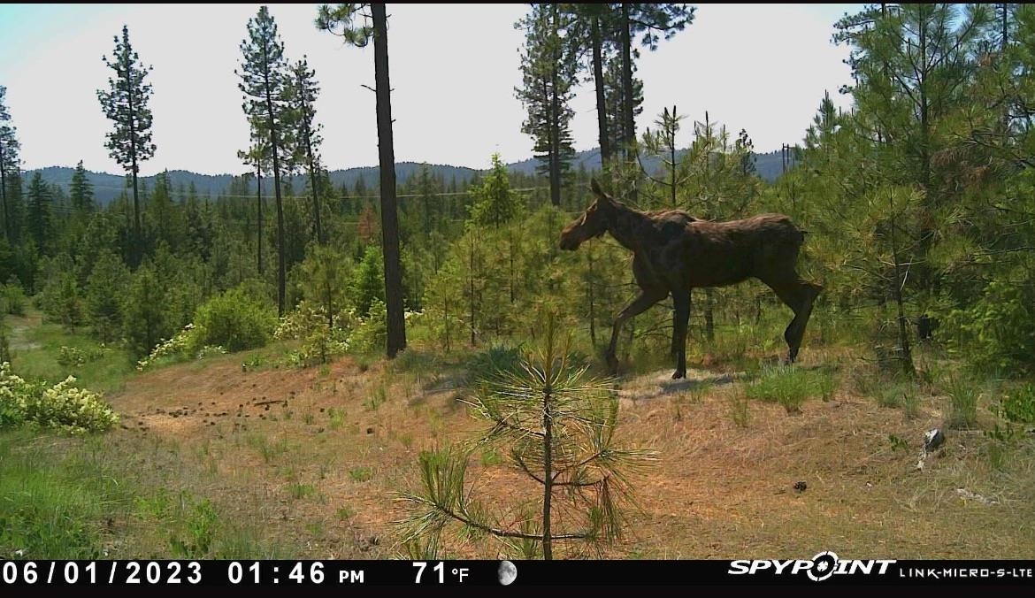 3977 D Gardenspot Road Loon Lake, WA 99148 - Photo 33 of 33 Gallery Image 33