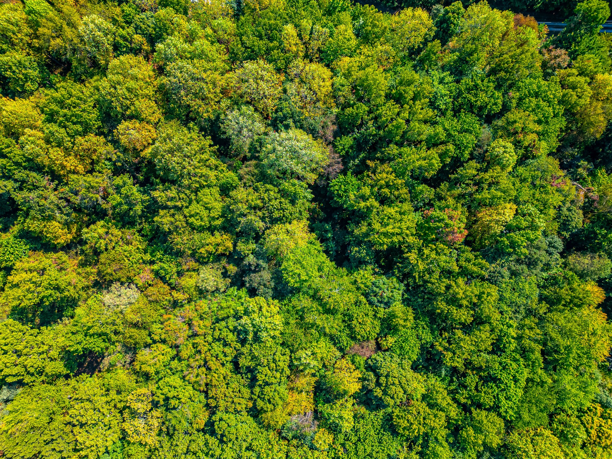 648 Scattersville Road Portland, TN 37148 - Photo 12 of 13 a view of a lush green forest