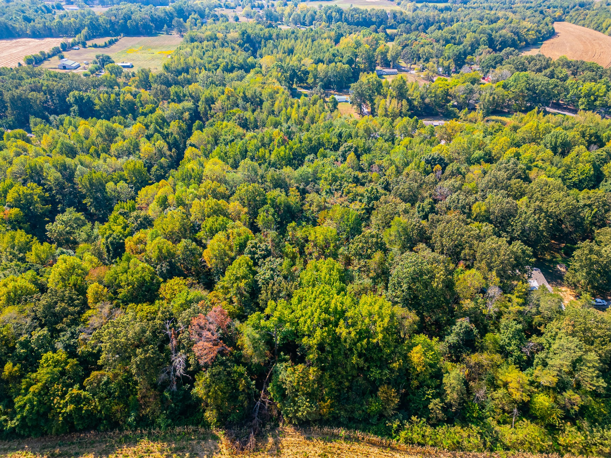648 Scattersville Road Portland, TN 37148 - Photo 7 of 13 a view of a bunch of trees