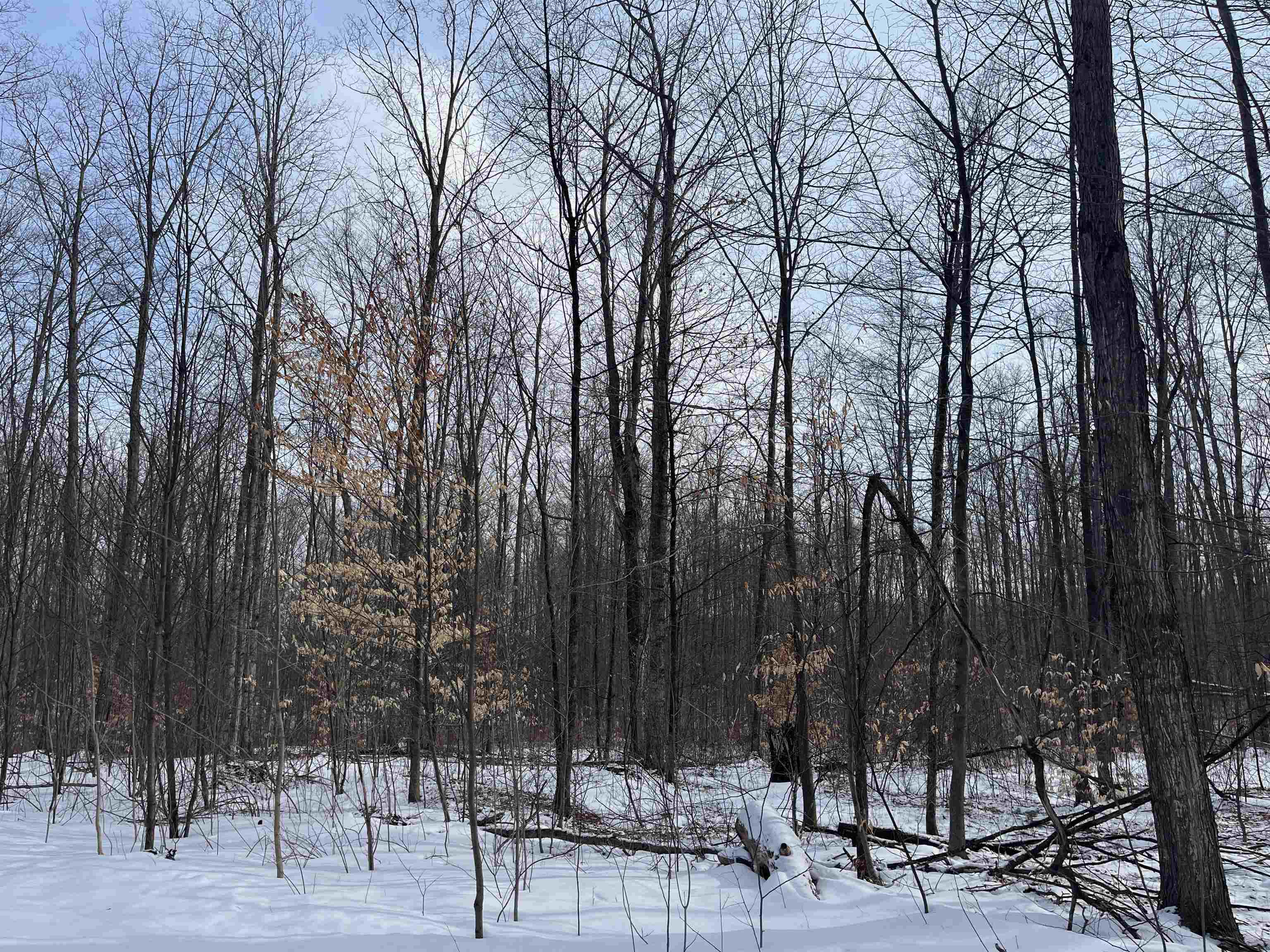 2 King Road, Unit LOT: 2 Benzonia, MI 49616 - Photo 14 of 14