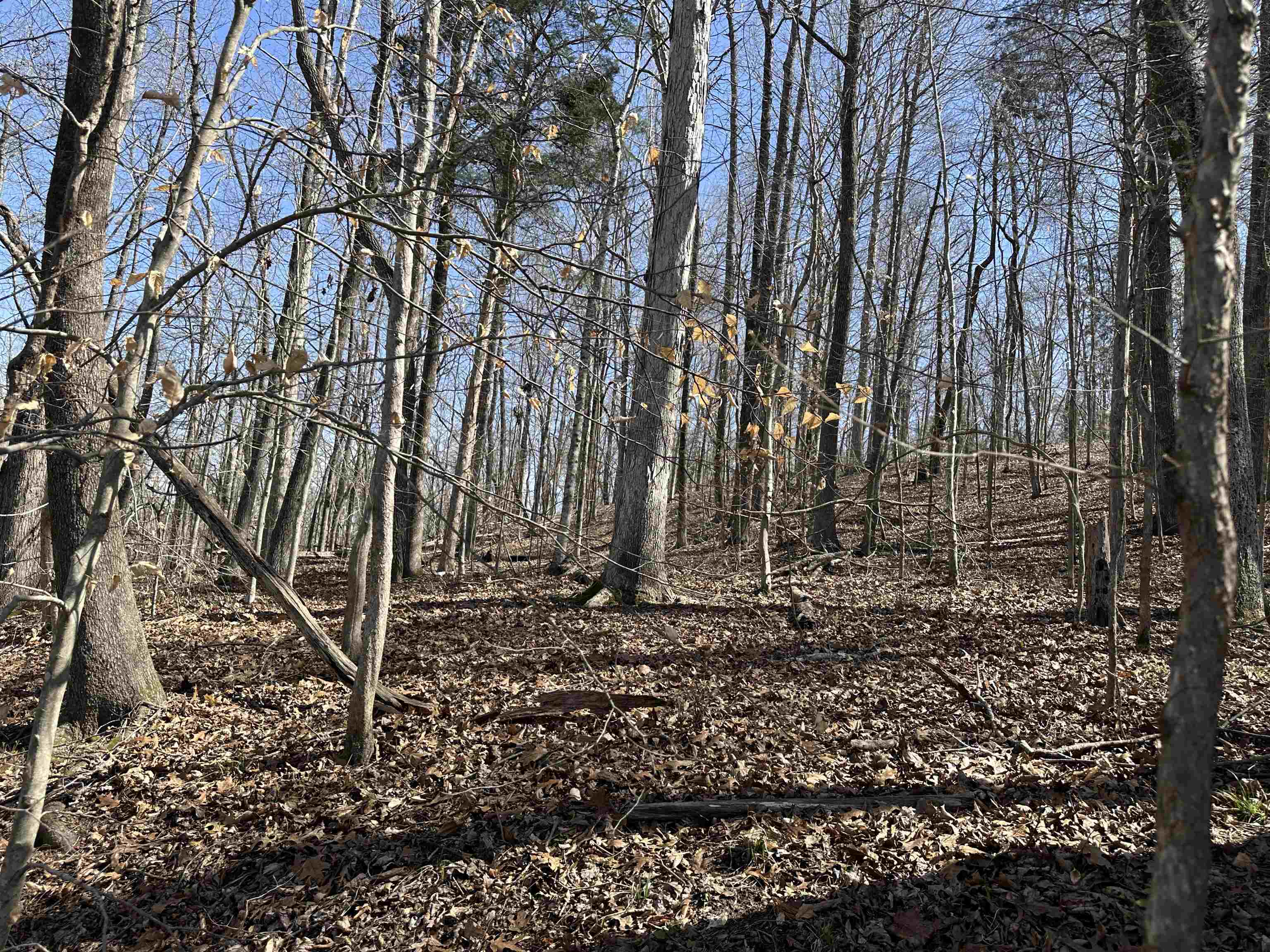 0 Poplar Springs Road Savannah, TN 38372 - Photo 1 of 16