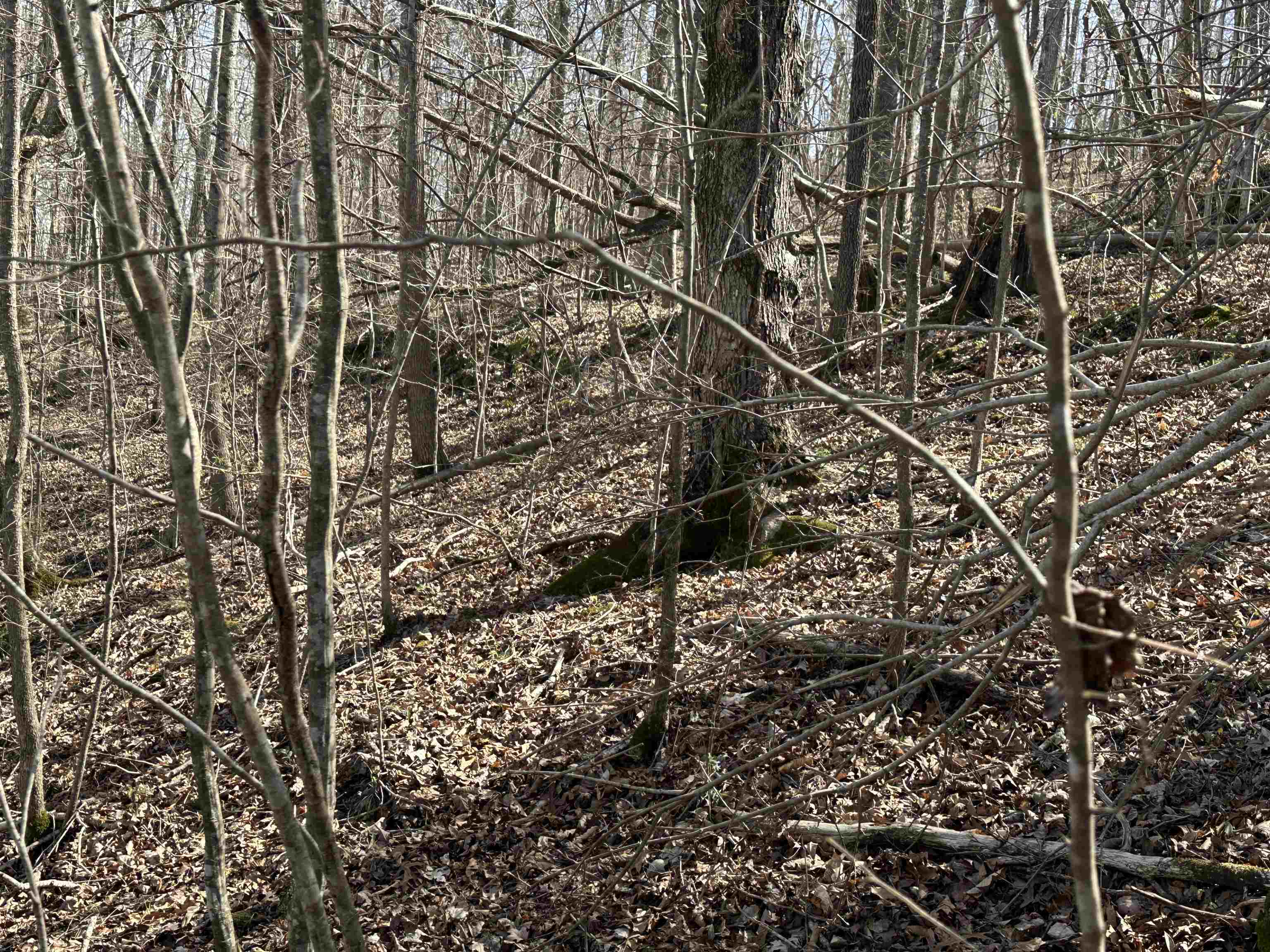 0 Poplar Springs Road Savannah, TN 38372 - Photo 14 of 16