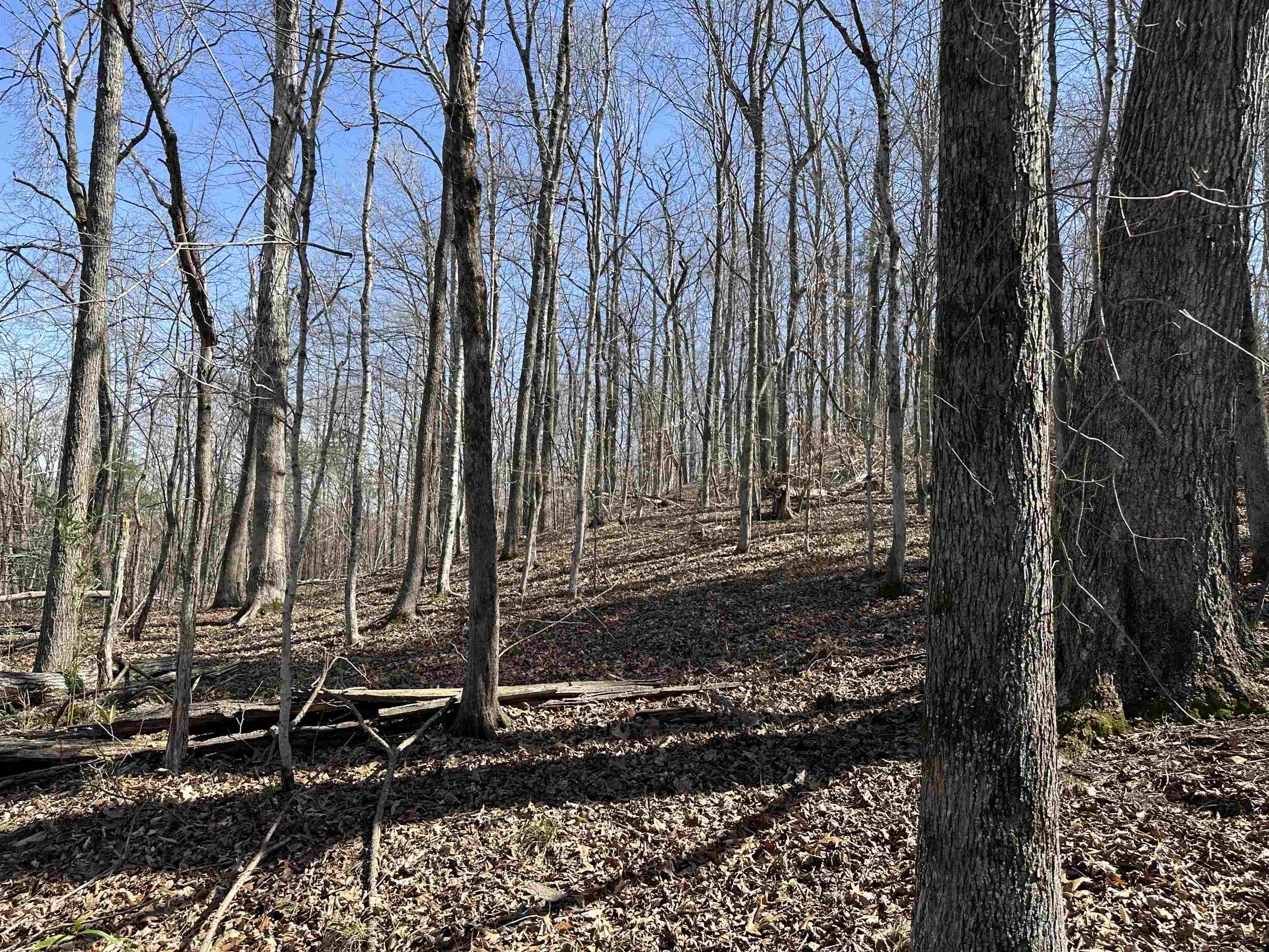 0 Poplar Springs Road Savannah, TN 38372 - Photo 4 of 16