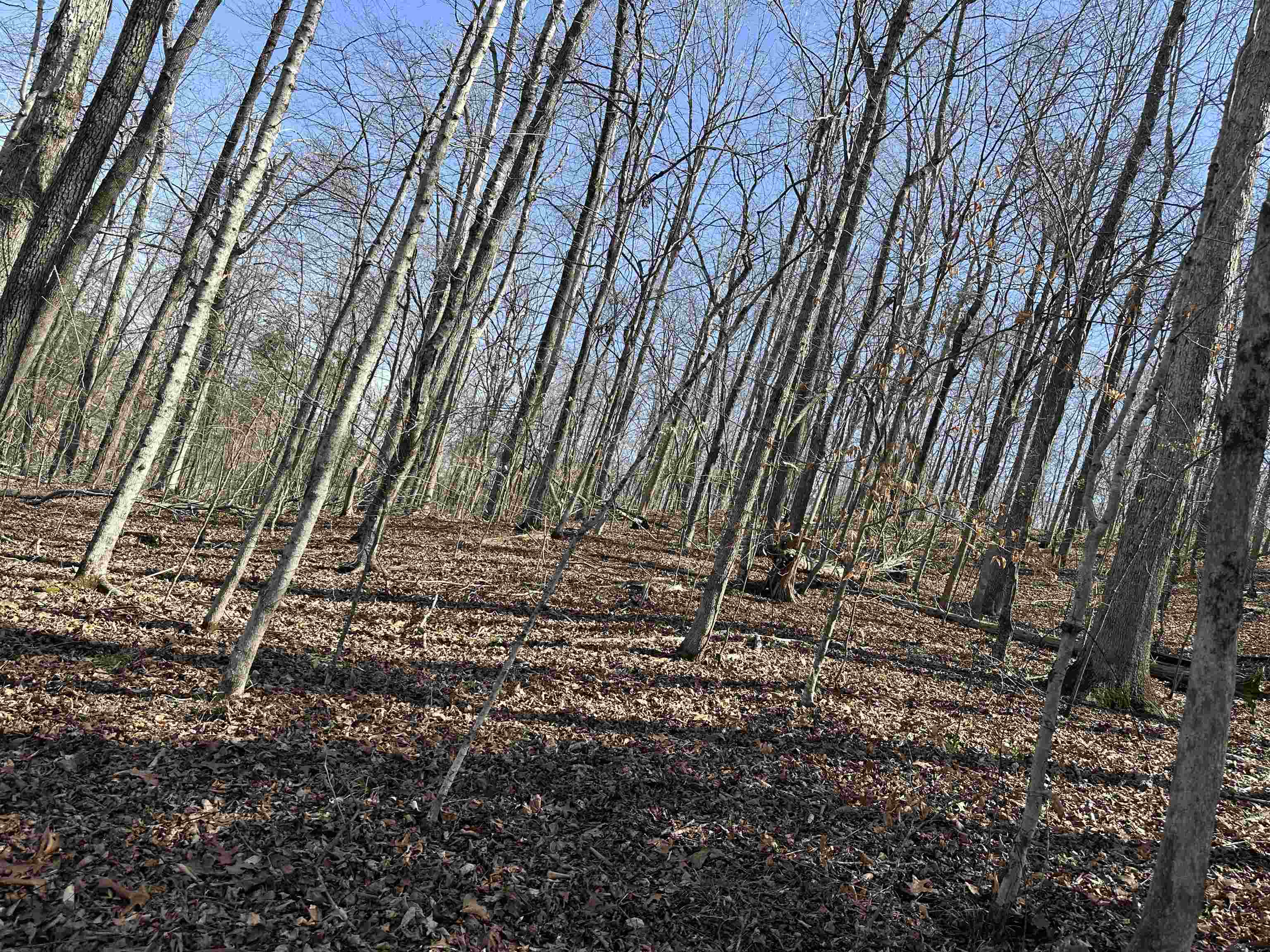 0 Poplar Springs Road Savannah, TN 38372 - Photo 5 of 16