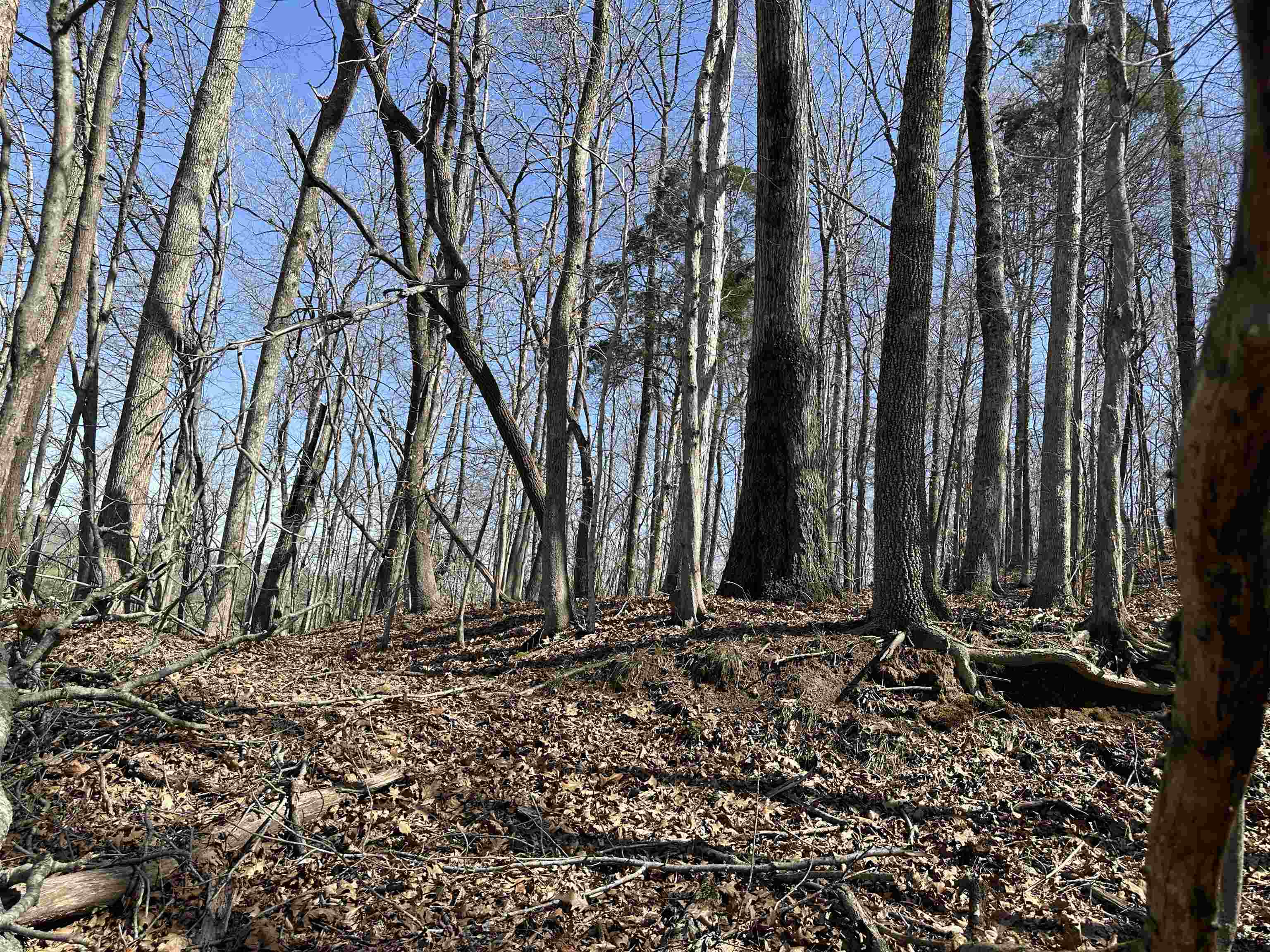 0 Poplar Springs Road Savannah, TN 38372 - Photo 9 of 16