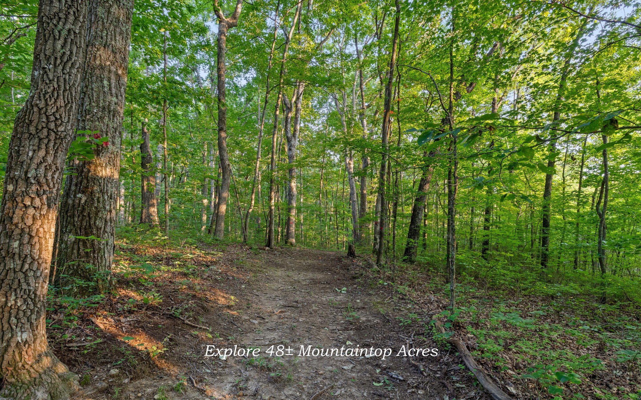 783 Leather Gap Road Dunlap, TN 37327 - Photo 4 of 47 Gallery Image 4