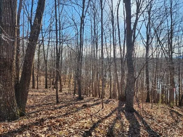 a view of a forest filled with trees