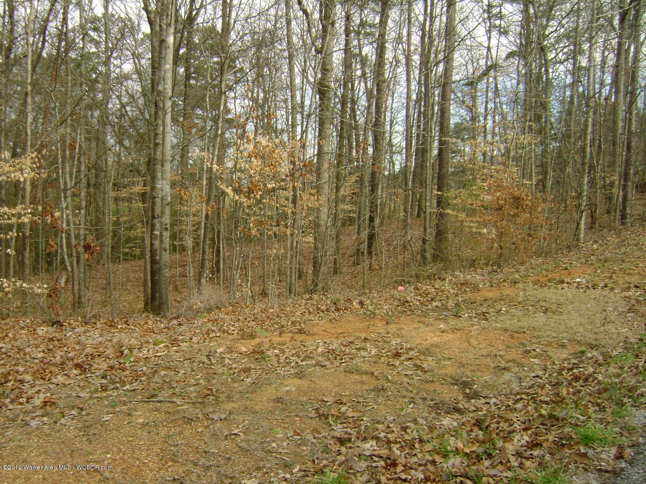 Lot 4 Hayfield Road Dora, AL 35062 - Photo 2 of 5 Gallery Image 2
