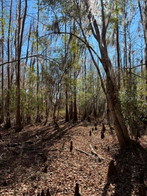 155th Way Starke, FL 32091 - Photo 27 of 29 a backyard of a house with lots of green space