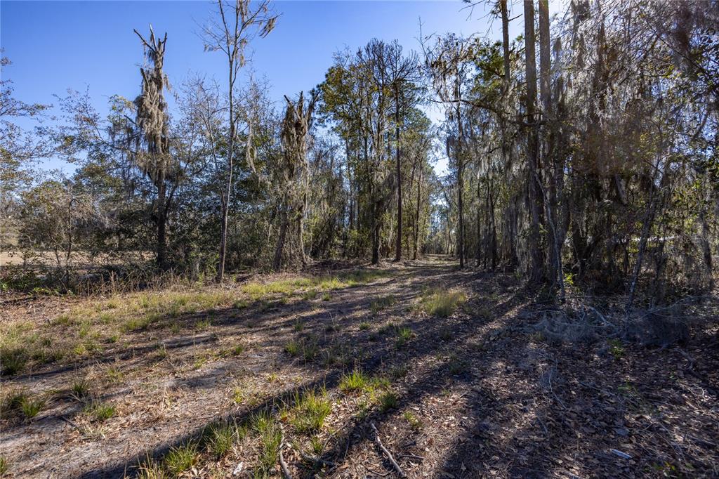 155th Way Starke, FL 32091 - Photo 3 of 29 a view of outdoor space with trees