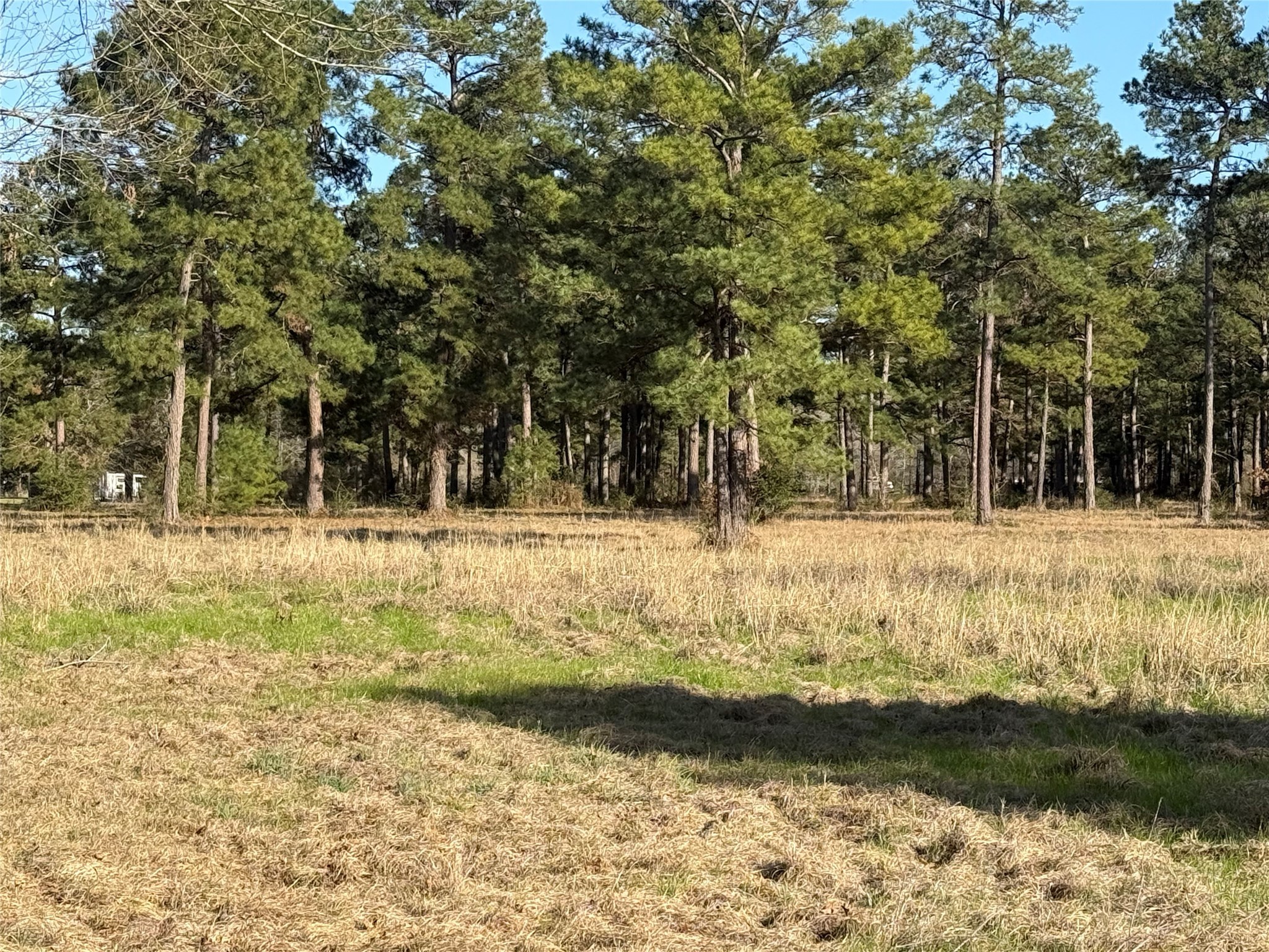 # Rad Livingston, TX 77351 - Photo 7 of 15 a view of yard with trees