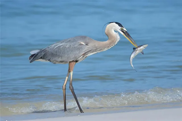 a view of ocean with boats and trees