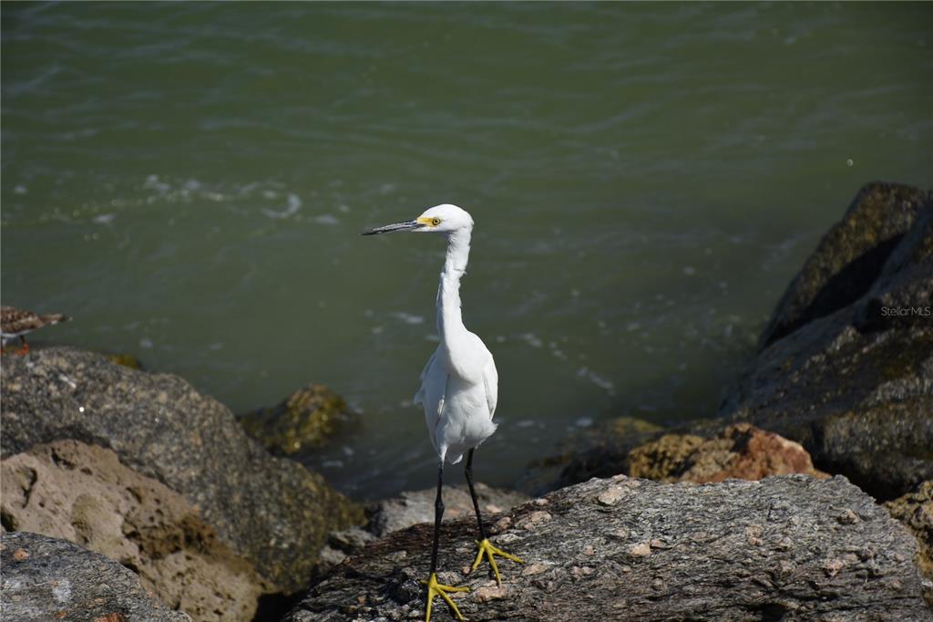 1315 Pine Needle Road Venice, FL 34285 - Photo 45 of 52 a bed sitting in a room next to a wall