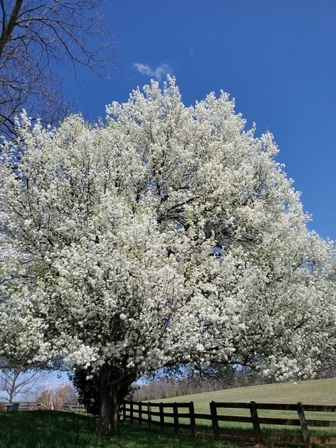 4929 Snow Creek Road Santa Fe, TN 38482 - Photo 21 of 51
