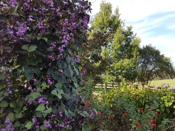 a view of a flower in a yard