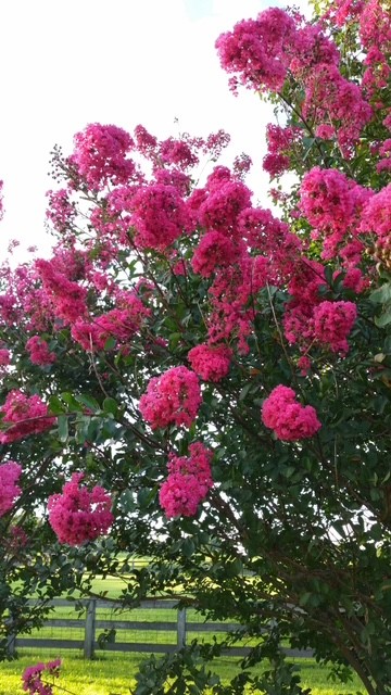 4929 Snow Creek Road Santa Fe, TN 38482 - Photo 27 of 51