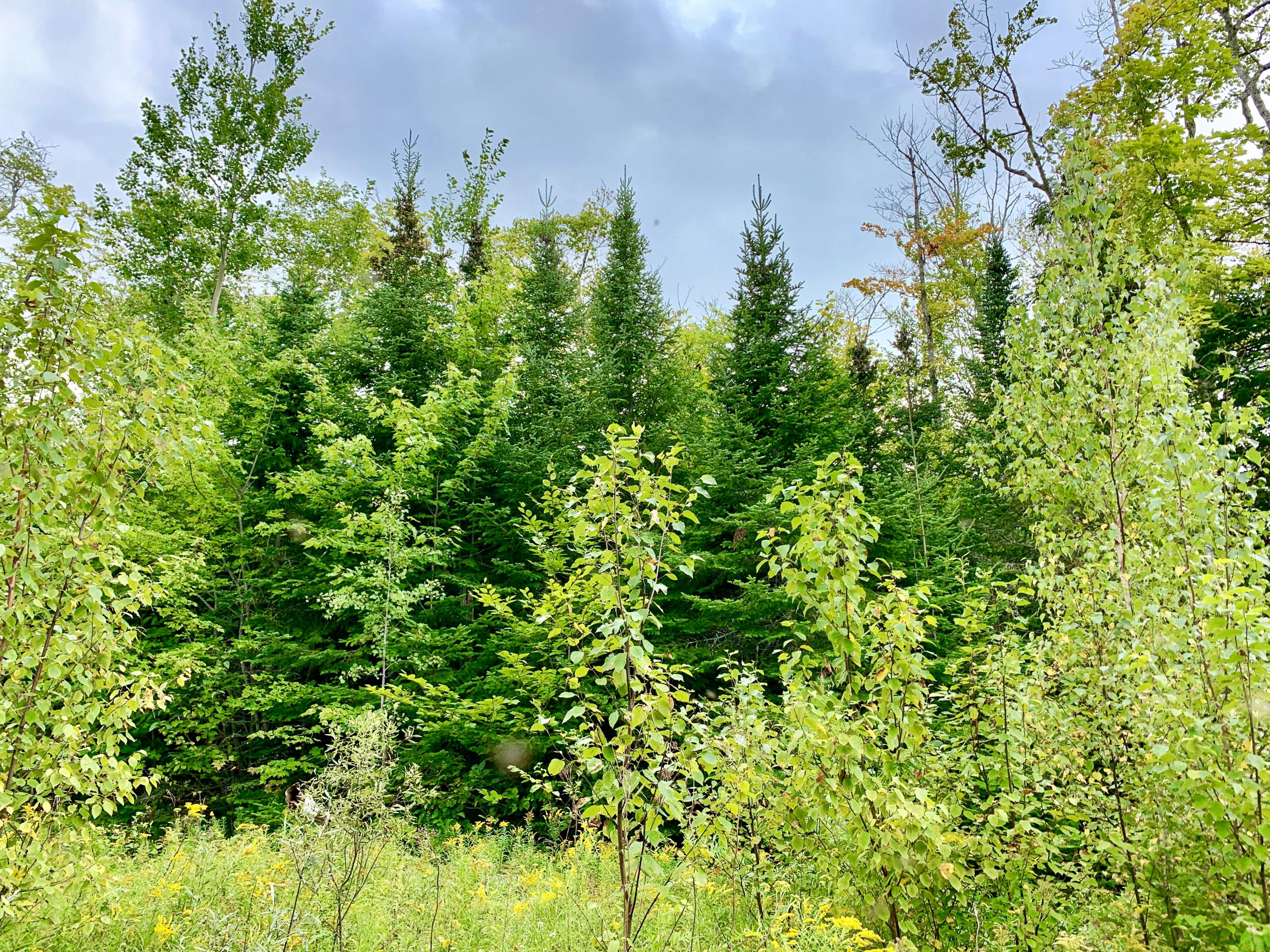 0 Merryman Road Glenburn, ME 04401 - Photo 30 of 53 90D8A18B-9CF1-4496-BE07-88BD155208A9