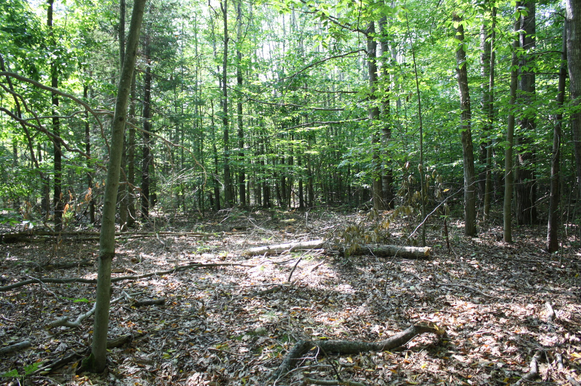 0 North Barlow Road Harrisville, MI 48740 - Photo 4 of 15 Gallery Image 4