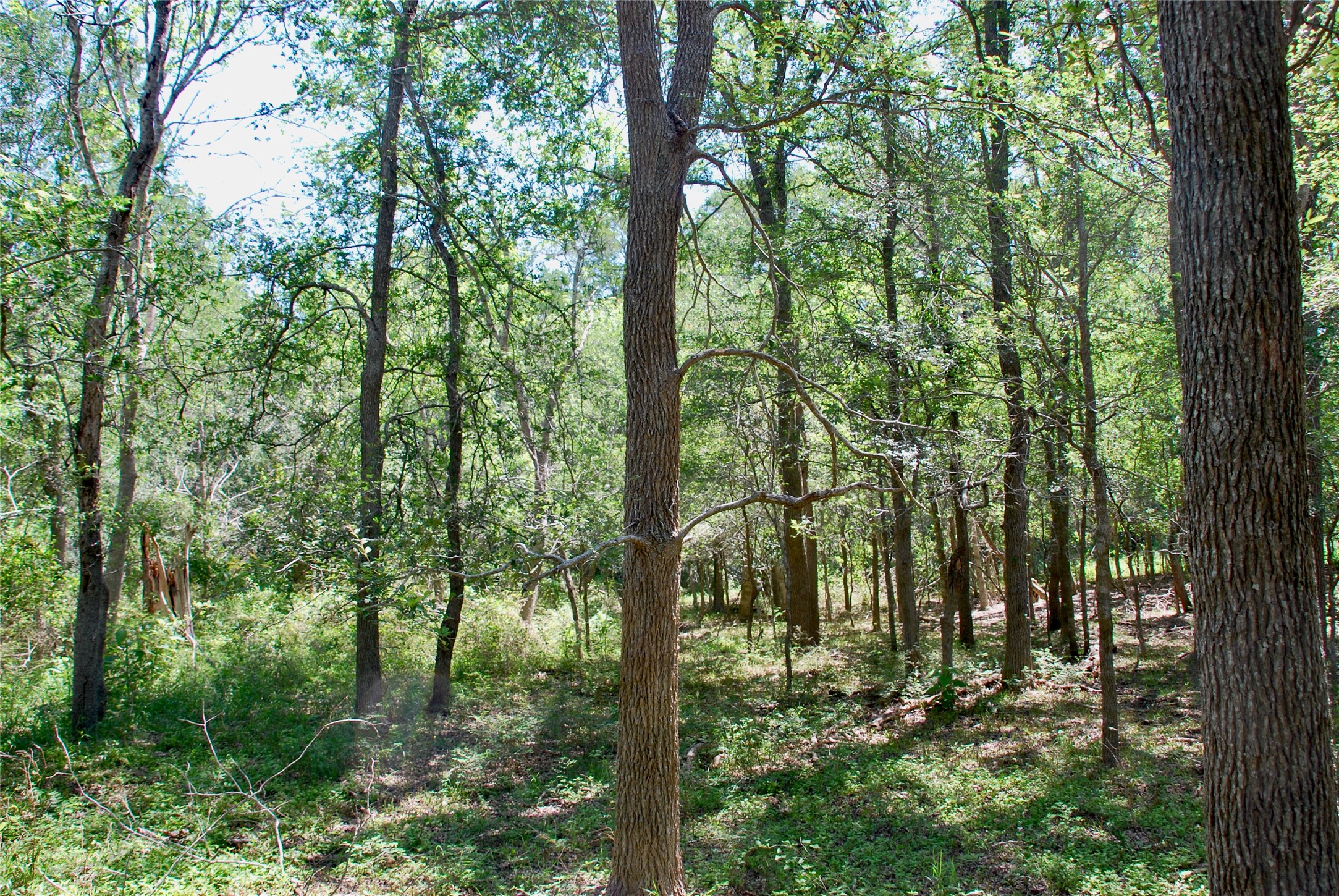 1049 Muehr Road Weimar, TX 78962 - Photo 12 of 24 a view of forest
