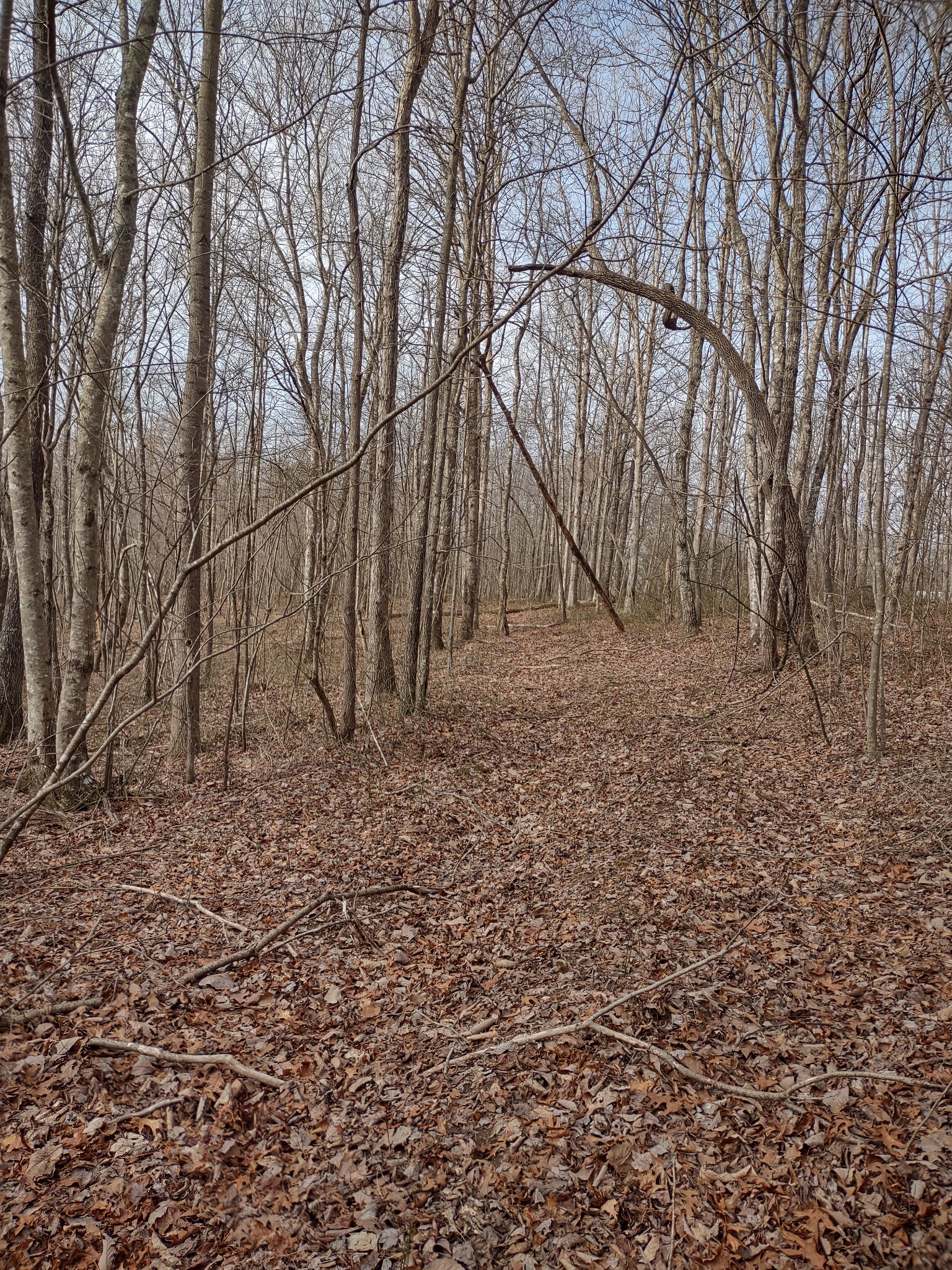 0 Snake Pond Road Sewanee, TN 37375 - Photo 2 of 4 Gallery Image 2