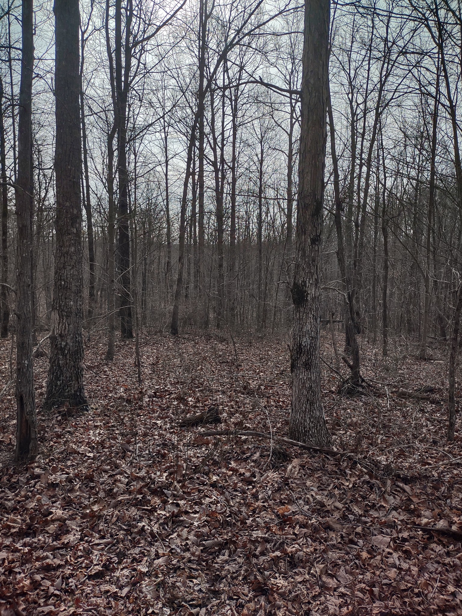 0 Snake Pond Road Sewanee, TN 37375 - Photo 3 of 4 Gallery Image 3