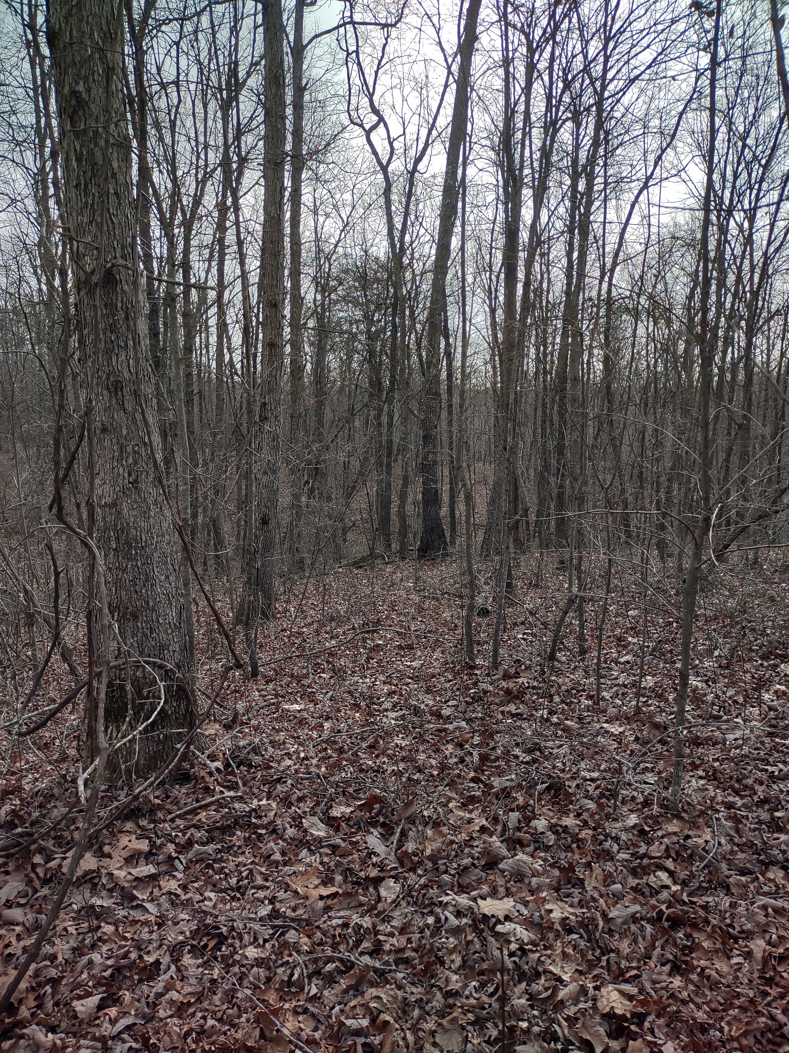 0 Snake Pond Road Sewanee, TN 37375 - Photo 4 of 4 Gallery Image 4
