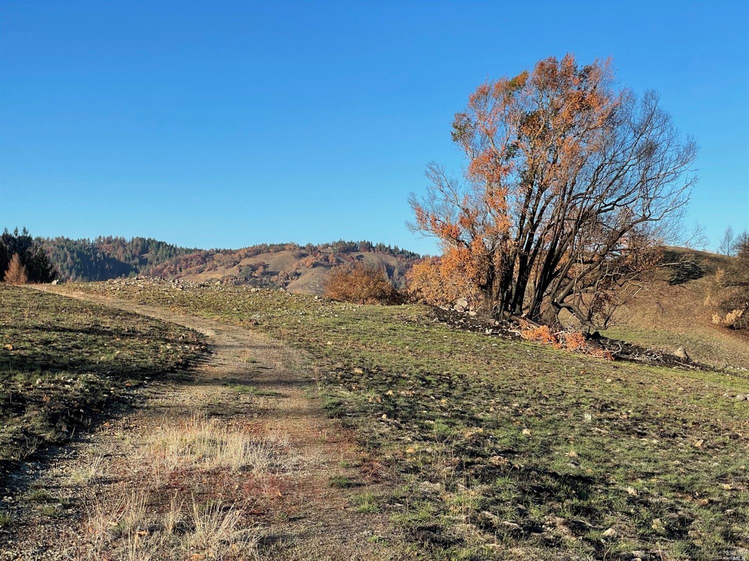 0 Wallace Creek Road Healdsburg, CA 95448 - Photo 8 of 10 a view of a yard with a tree