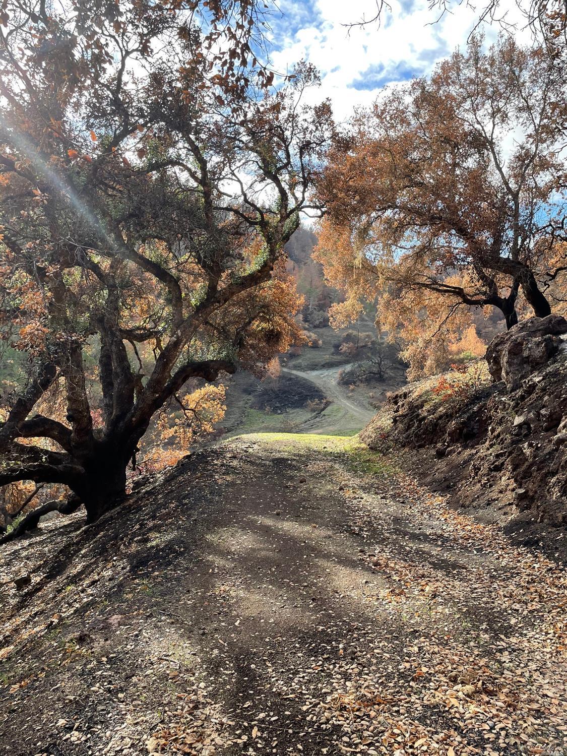 0 Wallace Creek Road Healdsburg, CA 95448 - Photo 9 of 10 a view of a yard with a tree