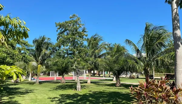 a view of park with large trees