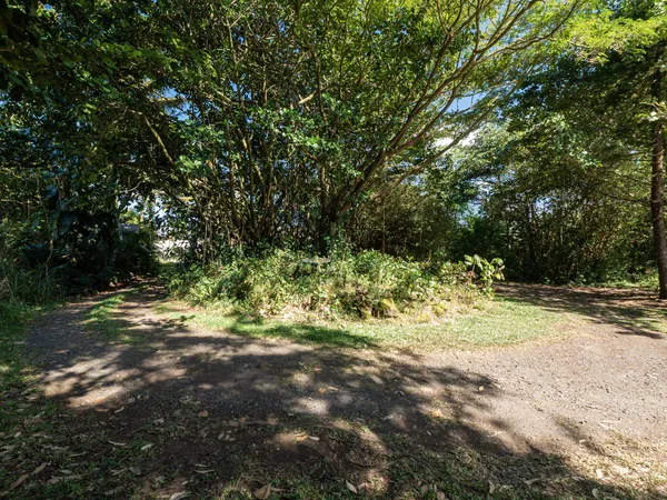 a view of a yard with a tree