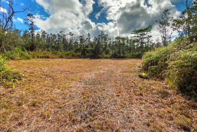 a view of a yard with plants