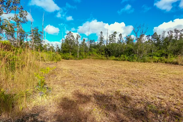 a view of a yard with a tree