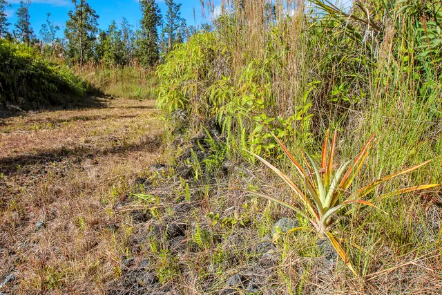 a close up of a plant in a garden