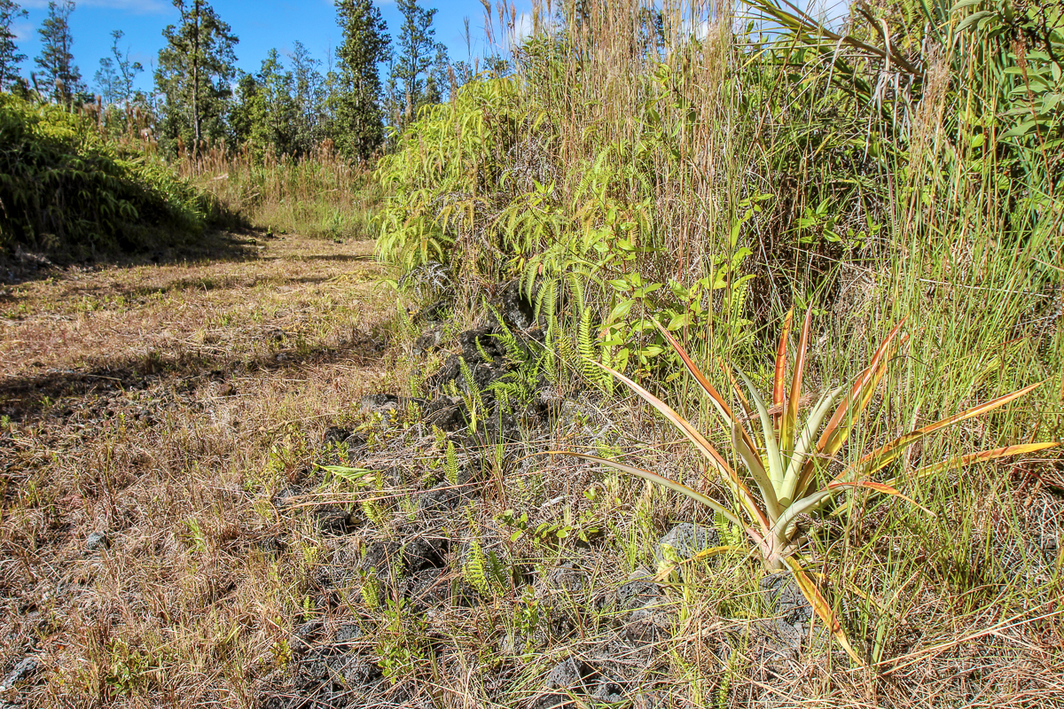16-1474 Lot 3038 Hopue Rd Mountain View Mountain View, HI 96771 - Photo 16 of 30 a view of a yard with a tree