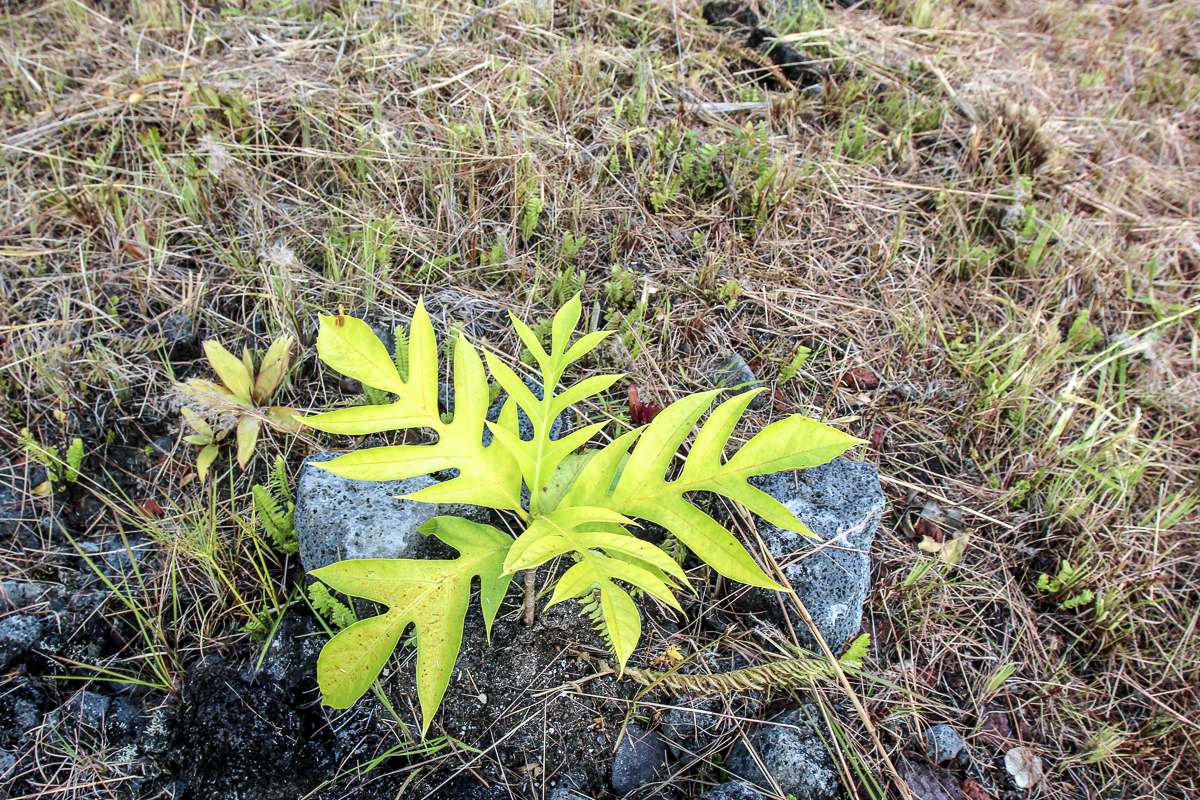16-1474 Lot 3038 Hopue Rd Mountain View Mountain View, HI 96771 - Photo 17 of 30 a close up of a plant in a garden