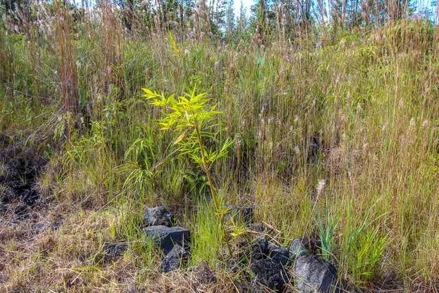 a plant that is in a garden