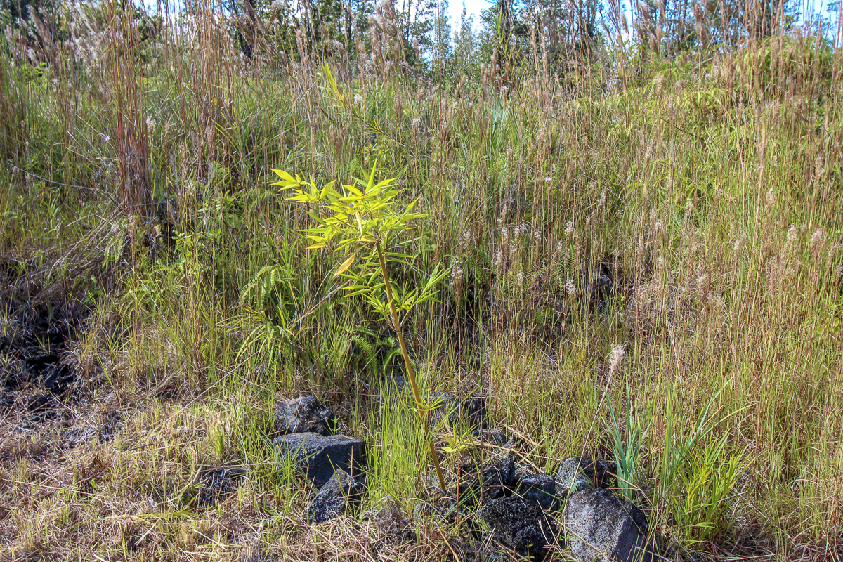 16-1474 Lot 3038 Hopue Rd Mountain View Mountain View, HI 96771 - Photo 18 of 30 a view of outdoor space and garden