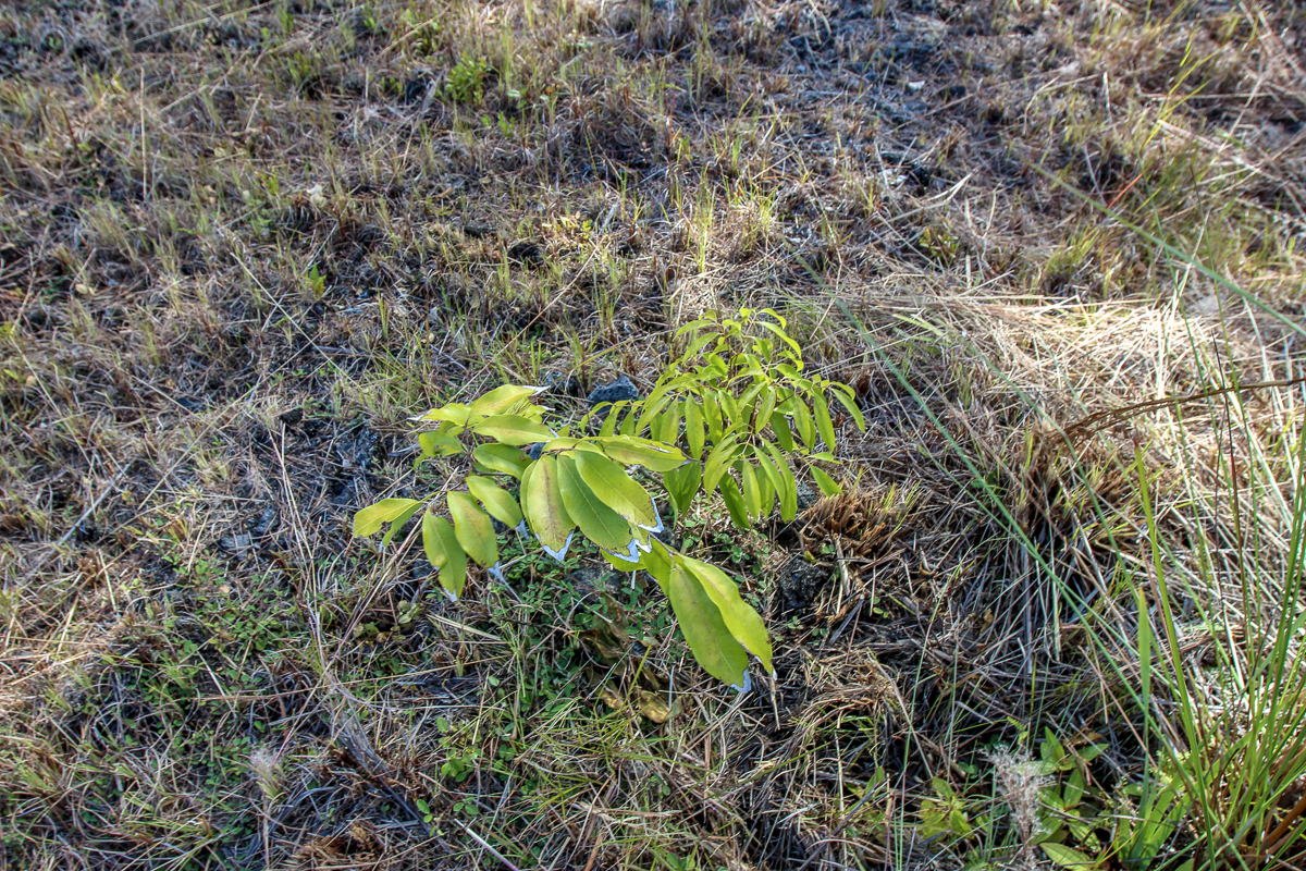 16-1474 Lot 3038 Hopue Rd Mountain View Mountain View, HI 96771 - Photo 19 of 30 a plant that is in a garden