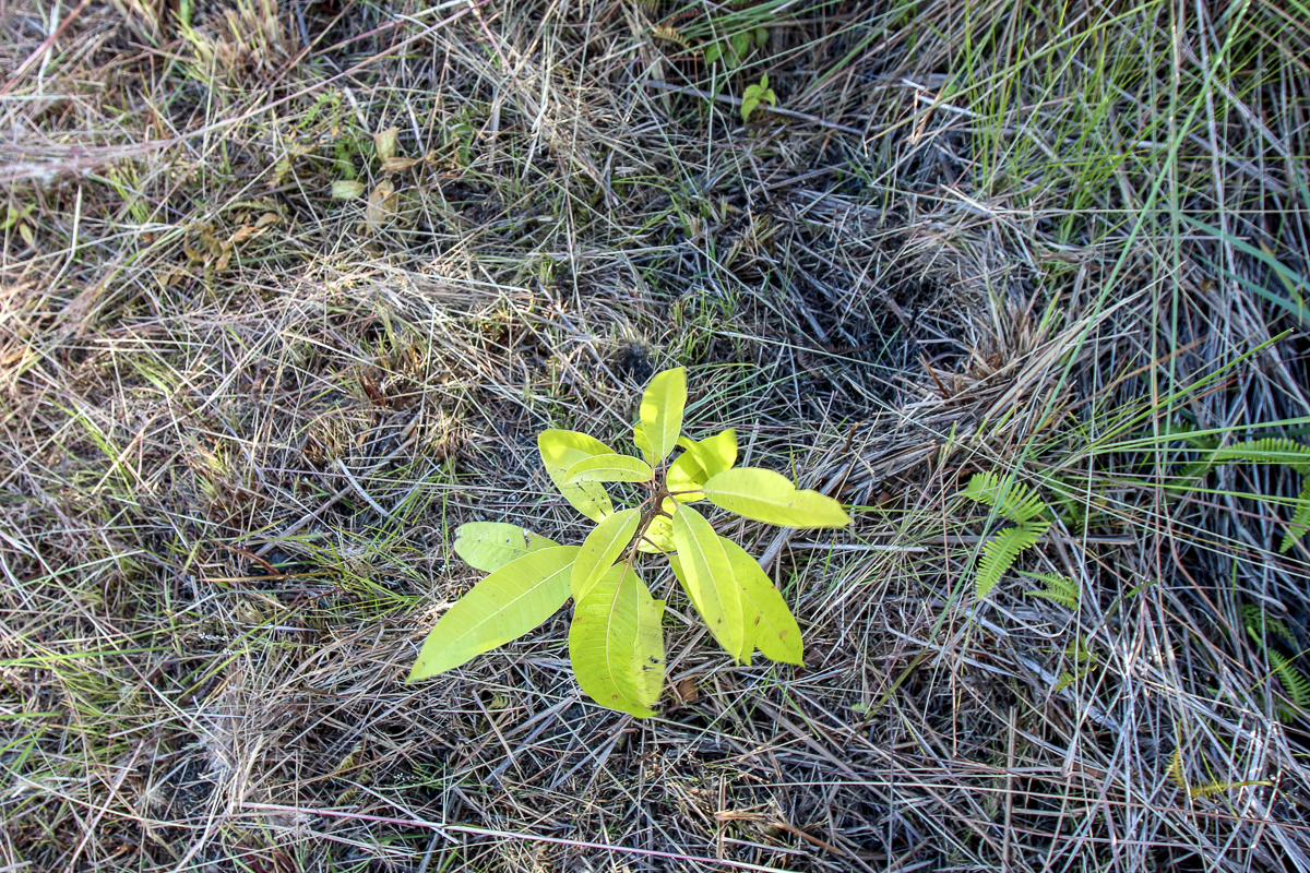16-1474 Lot 3038 Hopue Rd Mountain View Mountain View, HI 96771 - Photo 20 of 30 a view of a backyard