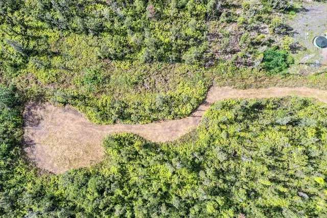 a view of a garden with a plant