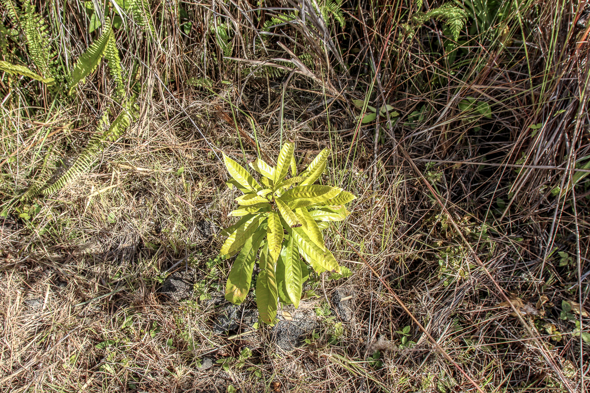 16-1474 Lot 3038 Hopue Rd Mountain View Mountain View, HI 96771 - Photo 21 of 30 a close up of a plant in a garden