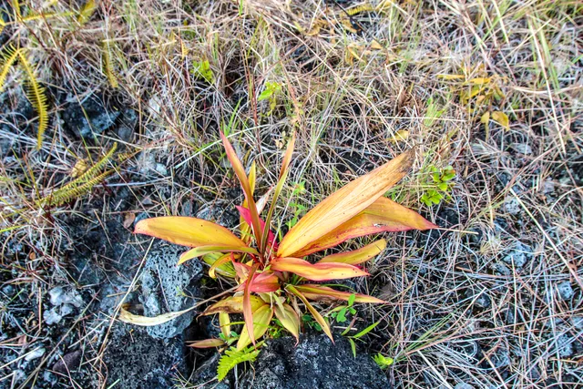 a view of an ocean and a mountain