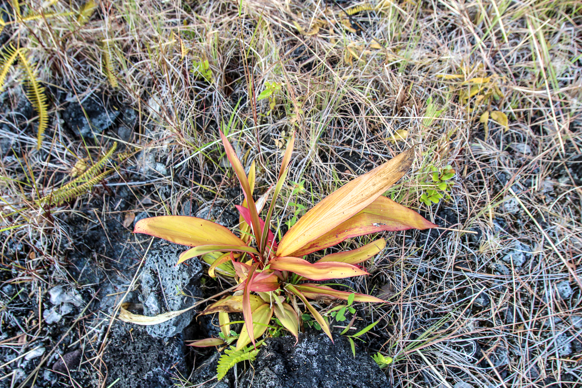 16-1474 Lot 3038 Hopue Rd Mountain View Mountain View, HI 96771 - Photo 22 of 30 a view of an outdoor space