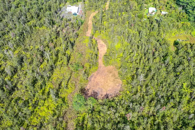 a view of a yard with a plant