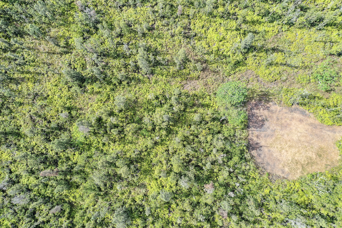 16-1474 Lot 3038 Hopue Rd Mountain View Mountain View, HI 96771 - Photo 26 of 30 a view of a yard with a plant