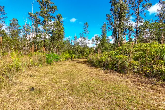 a view of a yard with flower plants